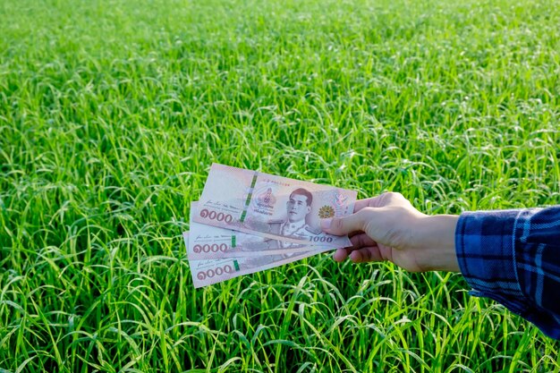 Los billetes tailandeses son guardados por mujeres agricultoras en granjas verdes