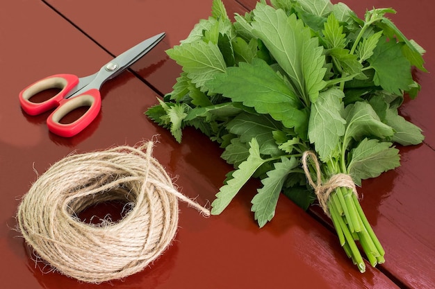 Binden von Melissa officinalis in Bündeln