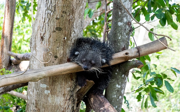 binturong soñoliento