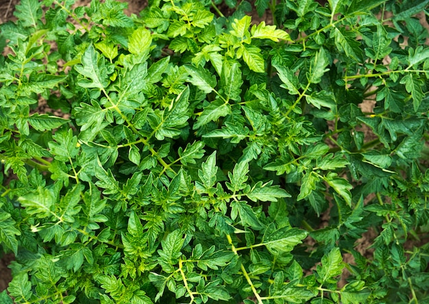 Bio agricultura com plantas jovens de tomate verde