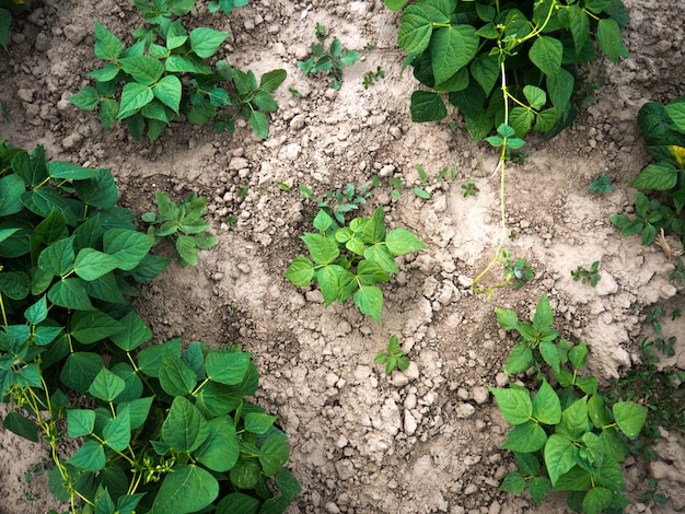 Bio agricultura con plantas jóvenes de frijol.