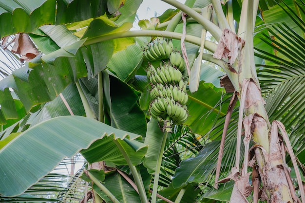Bio-Bananenstauden mit ein paar Früchten.