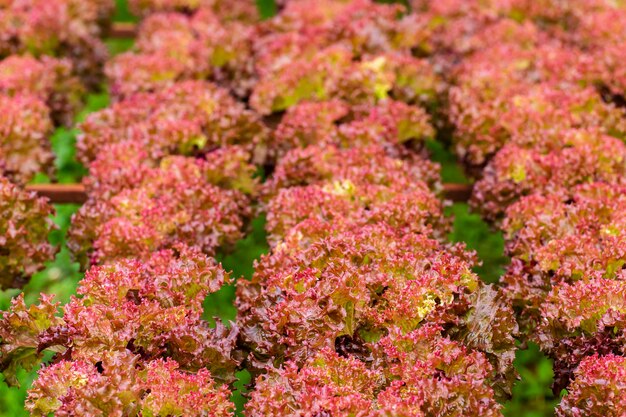 Bio-Bauernhof mit Landwirtschaft Gemüse Hydroponik.