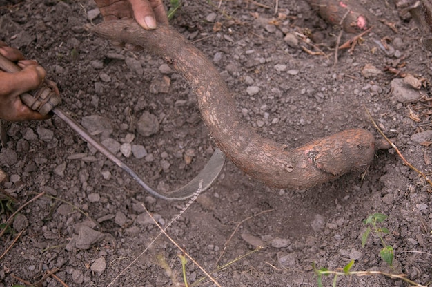 Bio-Cassava- oder Yukka-Plantage im peruanischen Dschungel