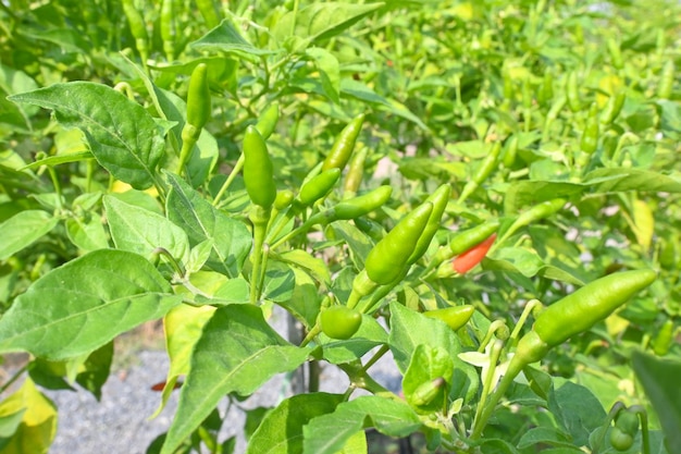 Bio-Chili-Pfeffer mit roten und grünen Früchten, die auf einer Buschnahaufnahme wachsen