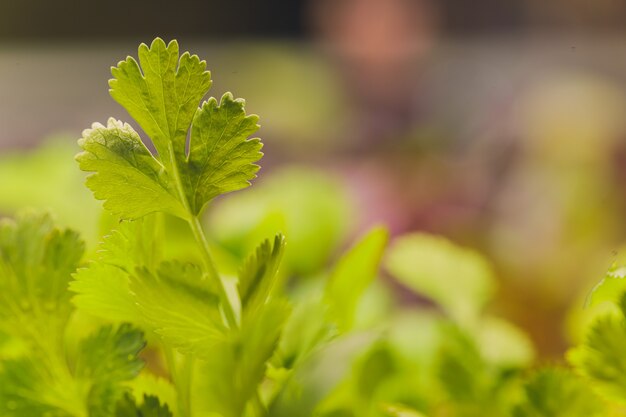 Bio Cilantro Microgreen bereit zur Ernte.