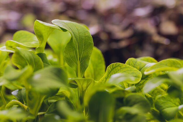 Bio Cilantro Microgreen bereit zur Ernte.