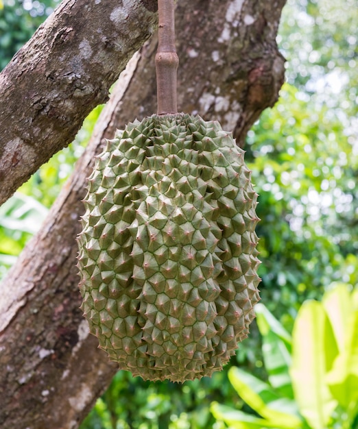 Bio Durian zerreißen