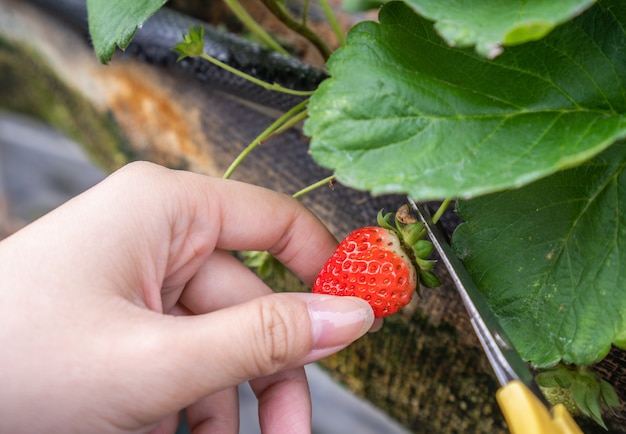 Bio-Erdbeeren im Garten