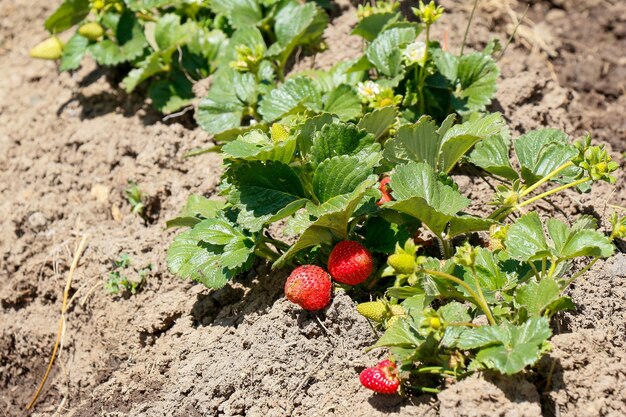 Bio-Erdbeerplantage an Land