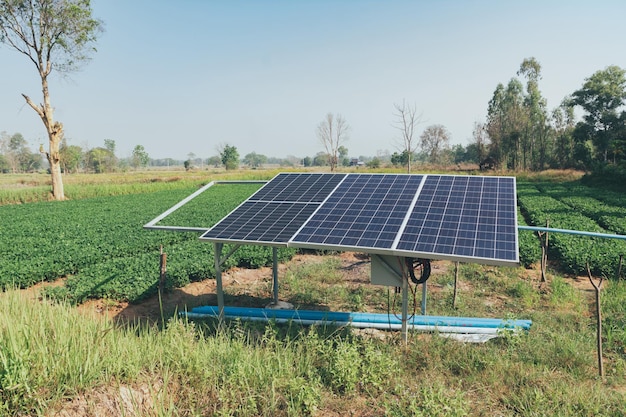 Bio-Erdnussfarm mit Solarzelle Landwirtschaftliches Feld, auf dem Erdnüsse aufwachsen