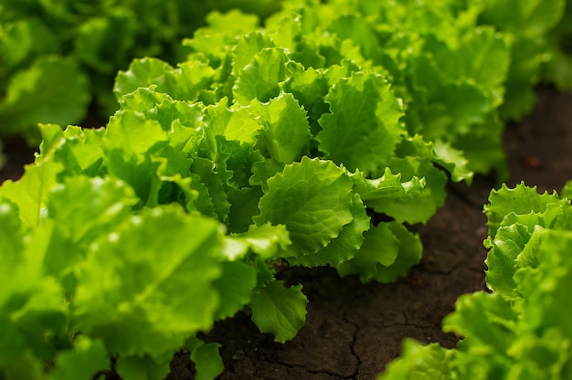 Bio-Frische-Salat, der auf einem Garten wächst