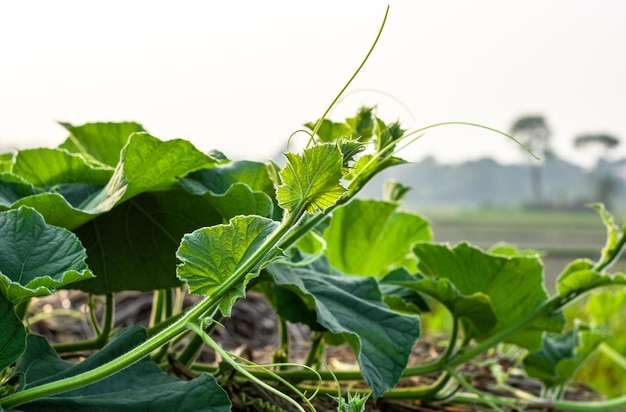 Bio-frische Schlingpflanze aus Flaschenkürbisgemüse, die auf einem Strohhaufen innerhalb einer landwirtschaftlichen Farm wächst