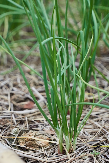 Bio-Frühlingszwiebel