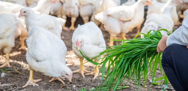 Bio galinhas em uma fazenda em casa crianças.