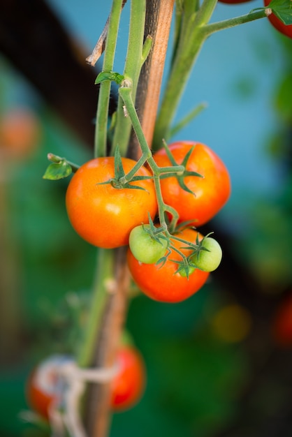 Bio-gartentomaten auf einem ast, selektiver fokus