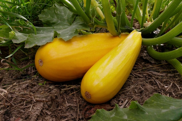 Bio-gelbe Zucchini, die in einem ökologischen Kompostbett wächst Das Pflegekonzept im Salon oder zu Hause