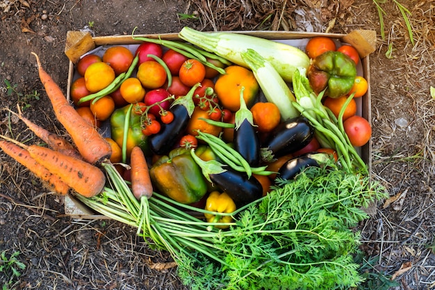 Bio-Gemüse aus dem heimischen Garten