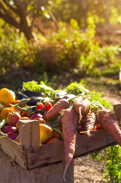 Bio-Gemüse aus dem heimischen Garten