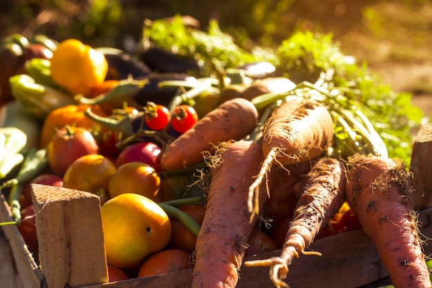 Foto bio-gemüse aus dem heimischen garten