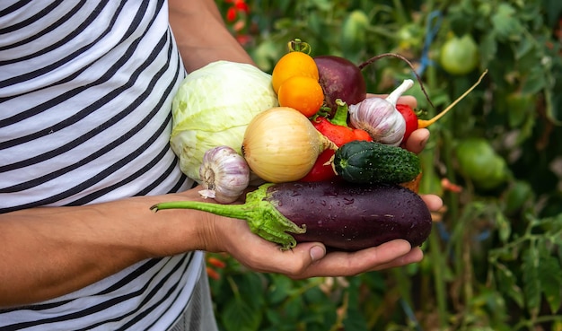 Bio-Gemüse Bauernhände mit frisch gepflücktem Gemüse