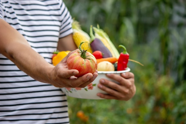 Bio-Gemüse Farmers Hände mit frisch geerntetem Gemüse Tomate Selektiver Fokus