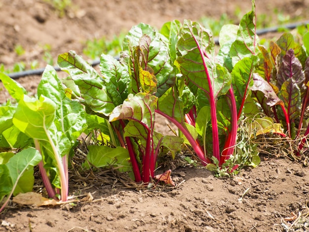 Bio-Gemüsegarten in der Ferne.