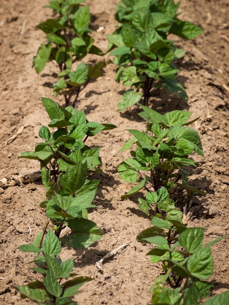 Bio-Gemüsegarten in der Ferne.