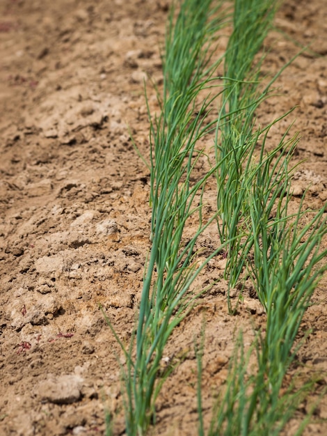 Bio-Gemüsegarten in der Ferne.