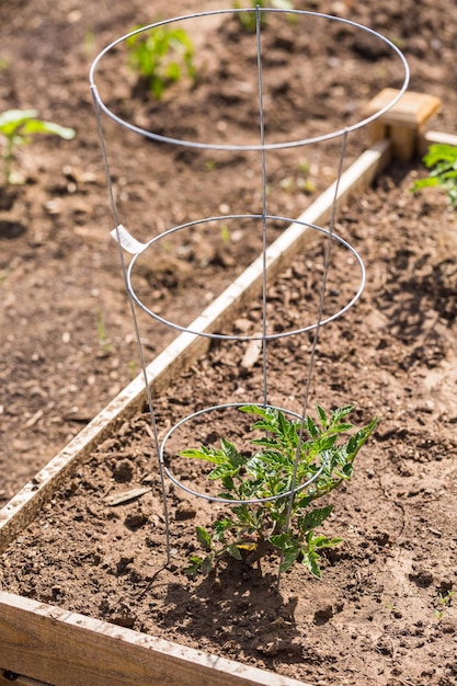 Bio-Gemüsegemeinschaftsgarten im Frühsommer.