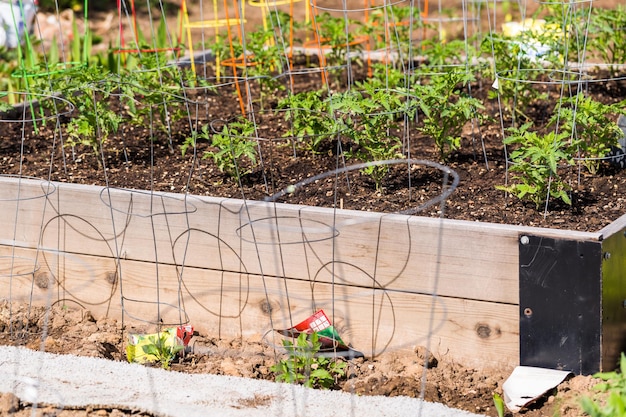 Bio-Gemüsegemeinschaftsgarten im Frühsommer.