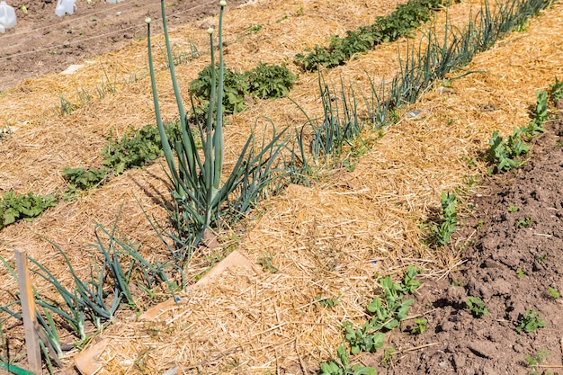 Bio-Gemüsegemeinschaftsgarten im Frühsommer.