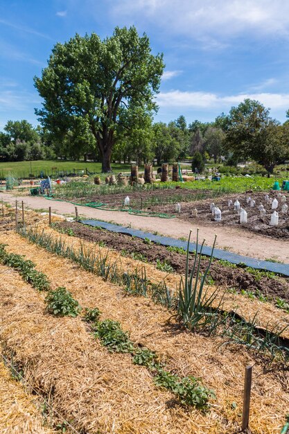 Bio-Gemüsegemeinschaftsgarten im Frühsommer.