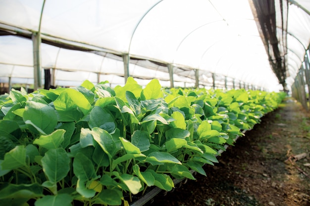 Bio-Gemüseparzellen wachsen im Gewächshaus mit Sonnenlicht.