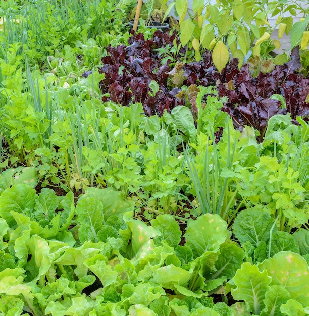 Bio-Gemüsepflanze im Hinterhof des Hauses. Umweltfreundlicher Garten.