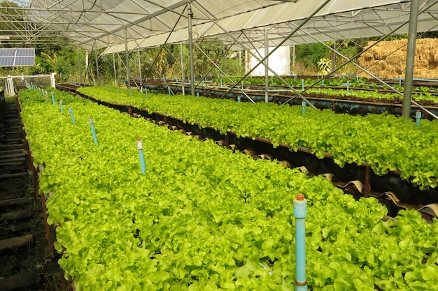 Foto bio-grünsalatfarm, die im gewächshaus wächst und zur ernte bereit ist