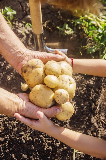 Bio hausgemachte Gemüse Kartoffeln ernten. Tiefenschärfe.