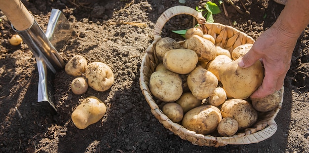 Bio hausgemachte Gemüse Kartoffeln ernten. Tiefenschärfe.