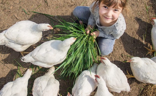 Bio-Hühner auf einem heimischen Bauernhof a Kinder.