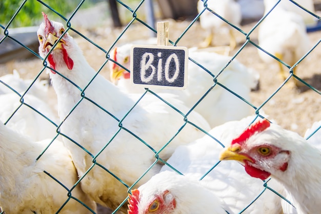 Bio-Hühner auf einem heimischen Bauernhof. Selektiver Fokus