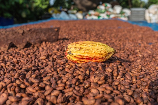 Bio-Kakaobohnen, die auf der Farm sonnengetrocknet werden