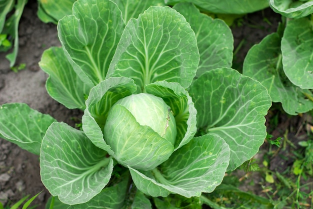 Bio-Kohl in der Garde