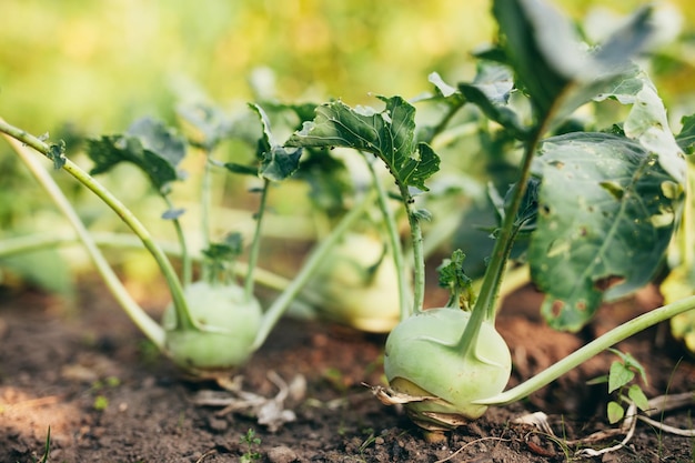 Bio-Kohlrabi wächst im Garten