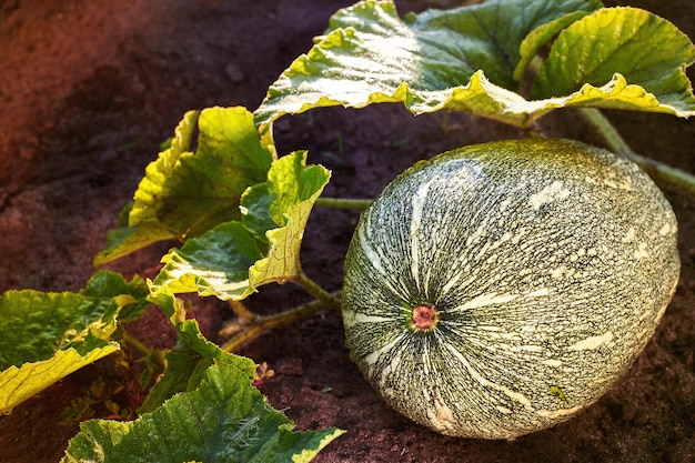 Bio-Kürbis aus eigenem Anbau im Gemüsegarten Der grüne, saftig reifende Kürbis im Gemüsegarten