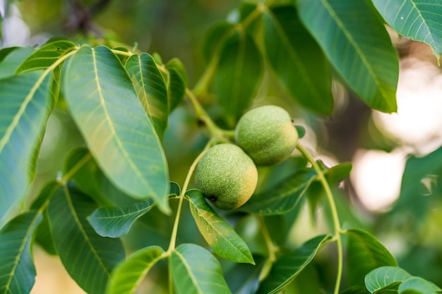 Bio-Lebensmittel, die auf dem Baum wachsen Baumgrüne Wallnüsse mit Blättern