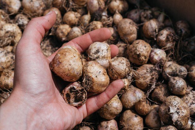 Bio-Lebensmittel Halten Sie in der Hand schmutzig in die gemahlenen Köpfe von frischem Knoblauch Köstliches und nützliches Gewürz