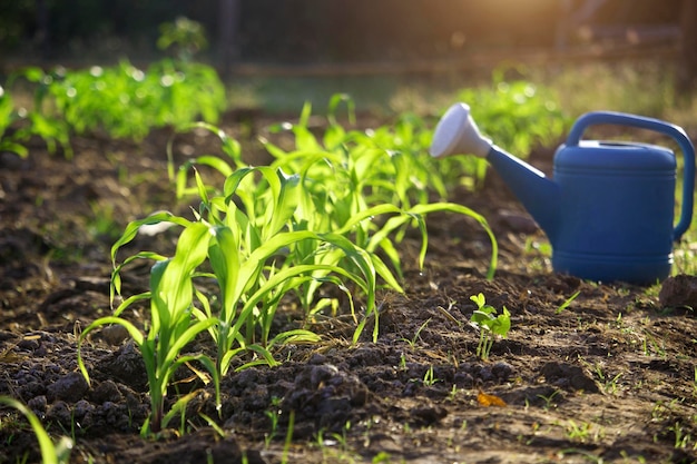 Bio-Mais gepflanzt und Gießkanne im Garten mit hellem Morgensonnenlicht