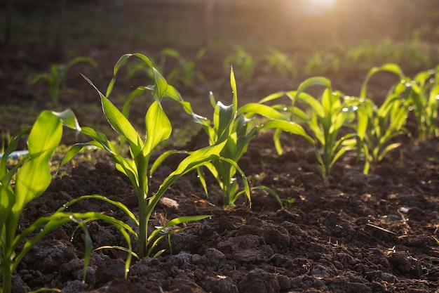 Bio-Mais im Garten mit hellem Morgensonnenlicht gepflanzt