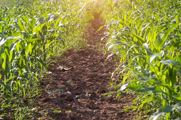 Bio-Mais im Garten mit hellem Morgensonnenlicht gepflanzt