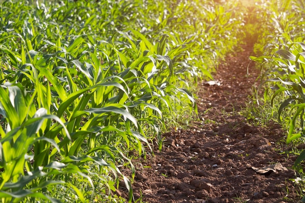 Bio-Mais im Garten mit hellem Morgensonnenlicht gepflanzt